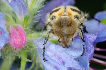 Royalty Free Photo of a Striped Beetle Trichius Fasciatus on a Flower